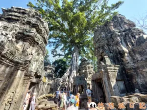 吳哥窟 塔普倫寺 Ta Prohm Temple 古墓奇兵